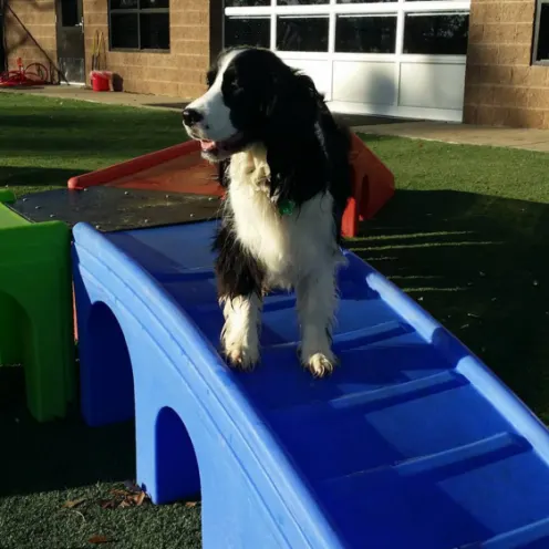 Dog standing on ramp in daycare yard