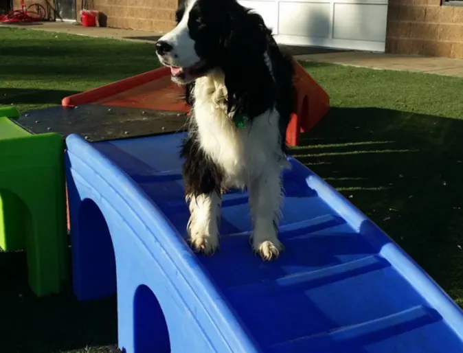 Dog standing on ramp in daycare yard