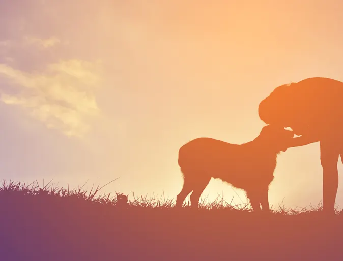 Dog sitting next to man as they watch the sunset Dog sitting next to man as they watch the sunset
