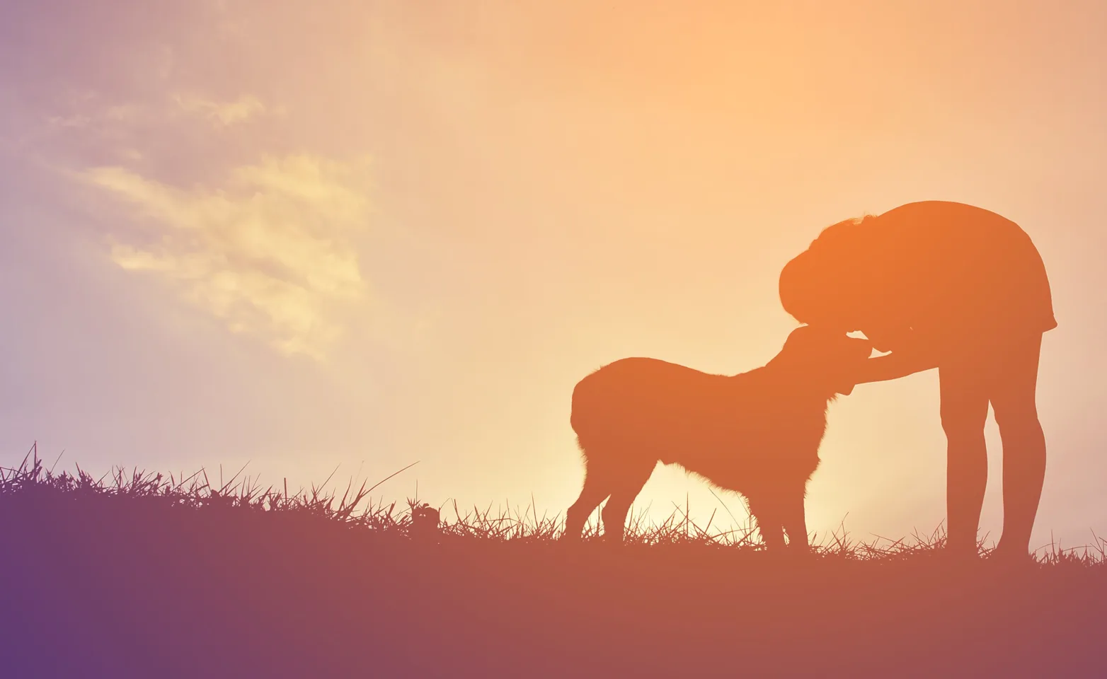 Dog sitting next to man as they watch the sunset