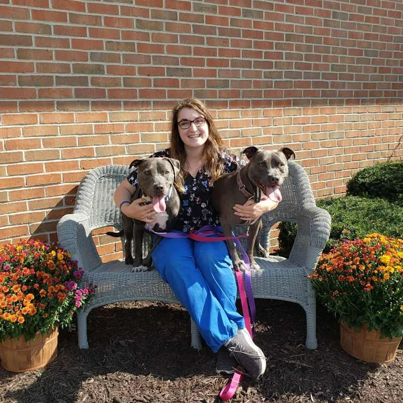 Alex M of Kettering Animal Hospital posing with two grey Pit Bulls Alex M of Kettering Animal Hospital posing with two grey Pit Bulls