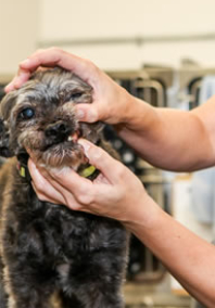 Gray Dog Getting Its Teeth Examined at Islington Village Animal Hospital