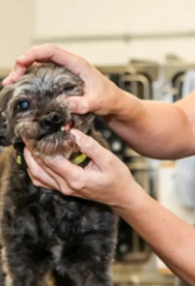 Gray Dog Getting Its Teeth Examined at Islington Village Animal Hospital Gray Dog Getting Its Teeth Examined at Islington Village Animal Hospital