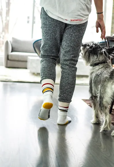 dog and man walking inside dog and man walking inside