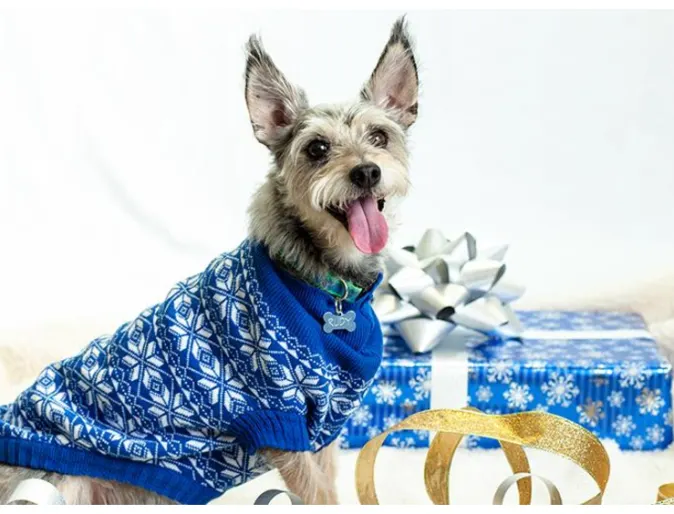 Small Dog posing for a picture in his or her blue and white Christmas Sweater next to a Christmas Present