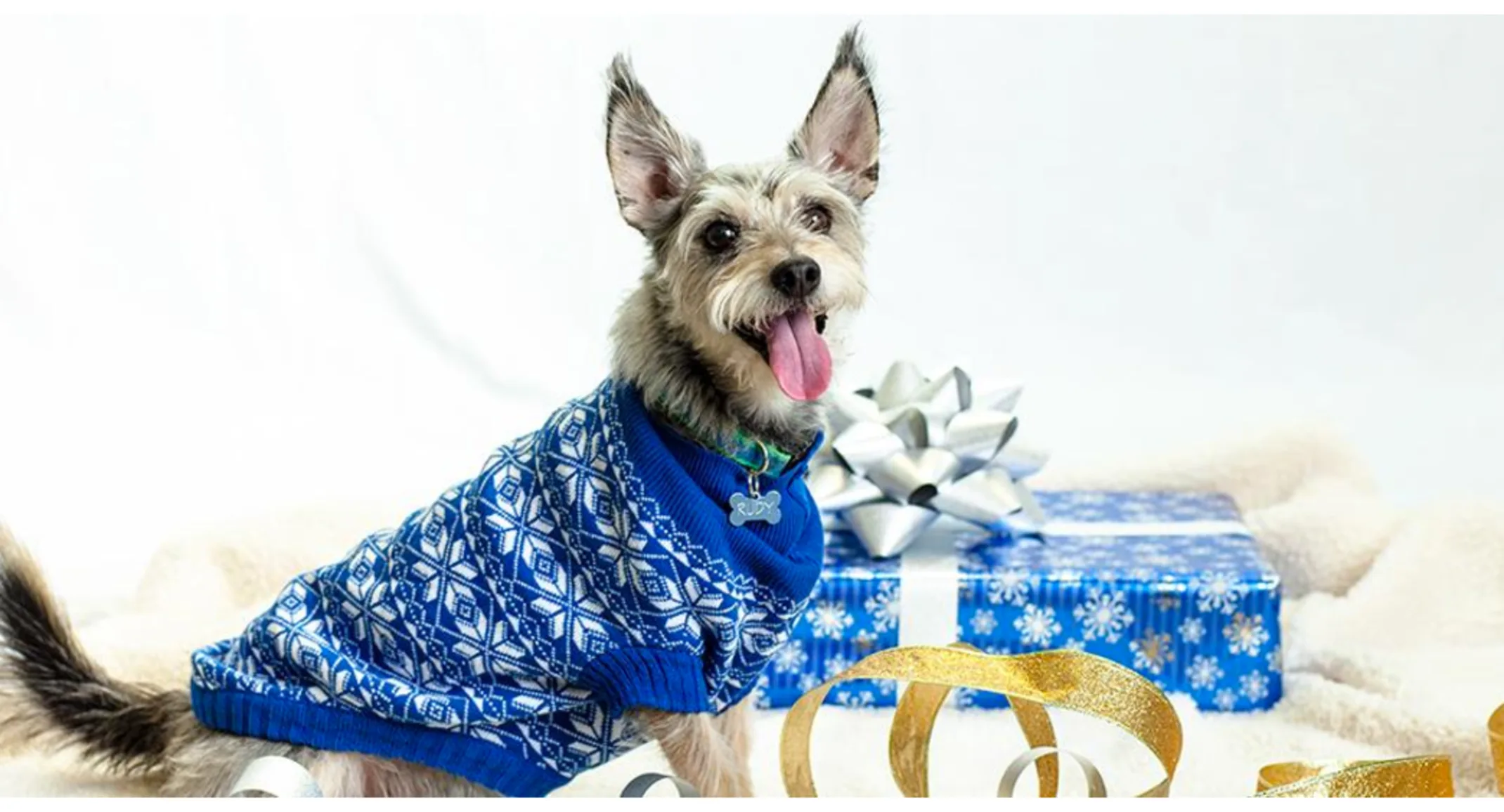 Small Dog posing for a picture in his or her blue and white Christmas Sweater next to a Christmas Present Small Dog posing for a picture in his or her blue and white Christmas Sweater next to a Christmas Present