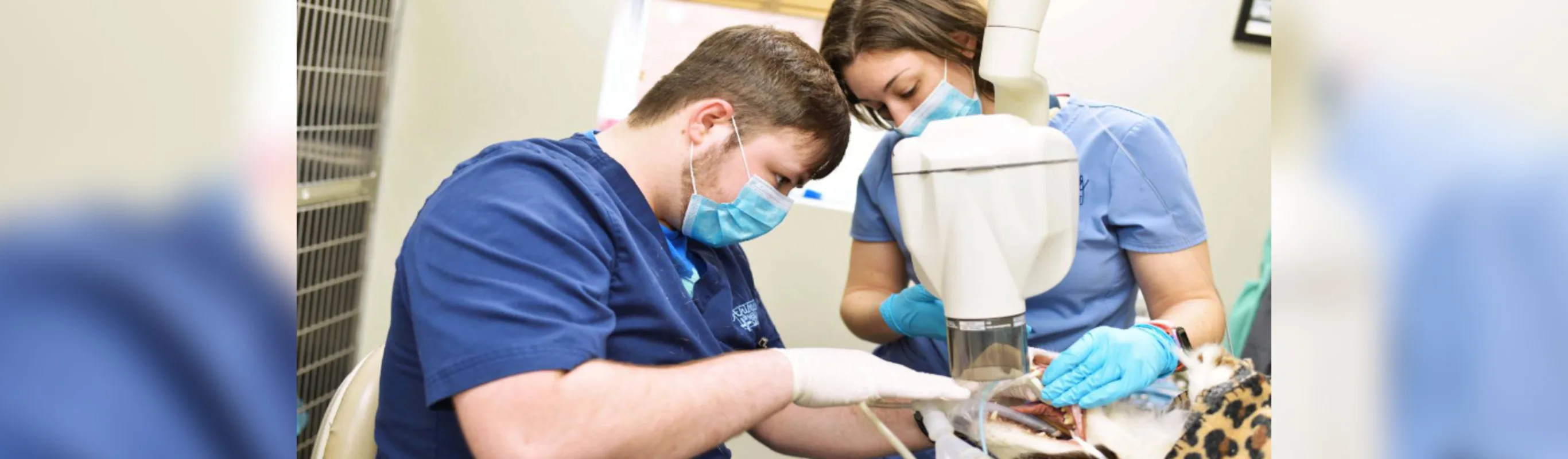 Two staff performing a dental procedure Two staff performing a dental procedure