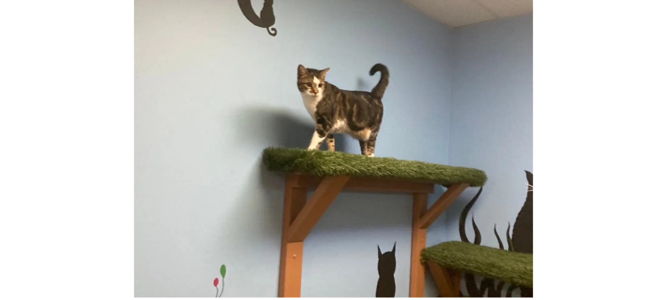 Cat on the jungle gym Cat on the jungle gym