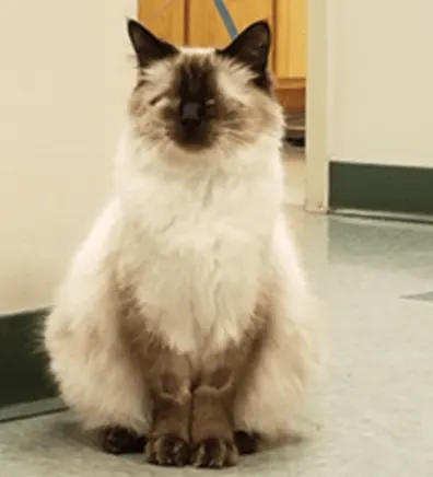 Vivian the cat Vivian the cat