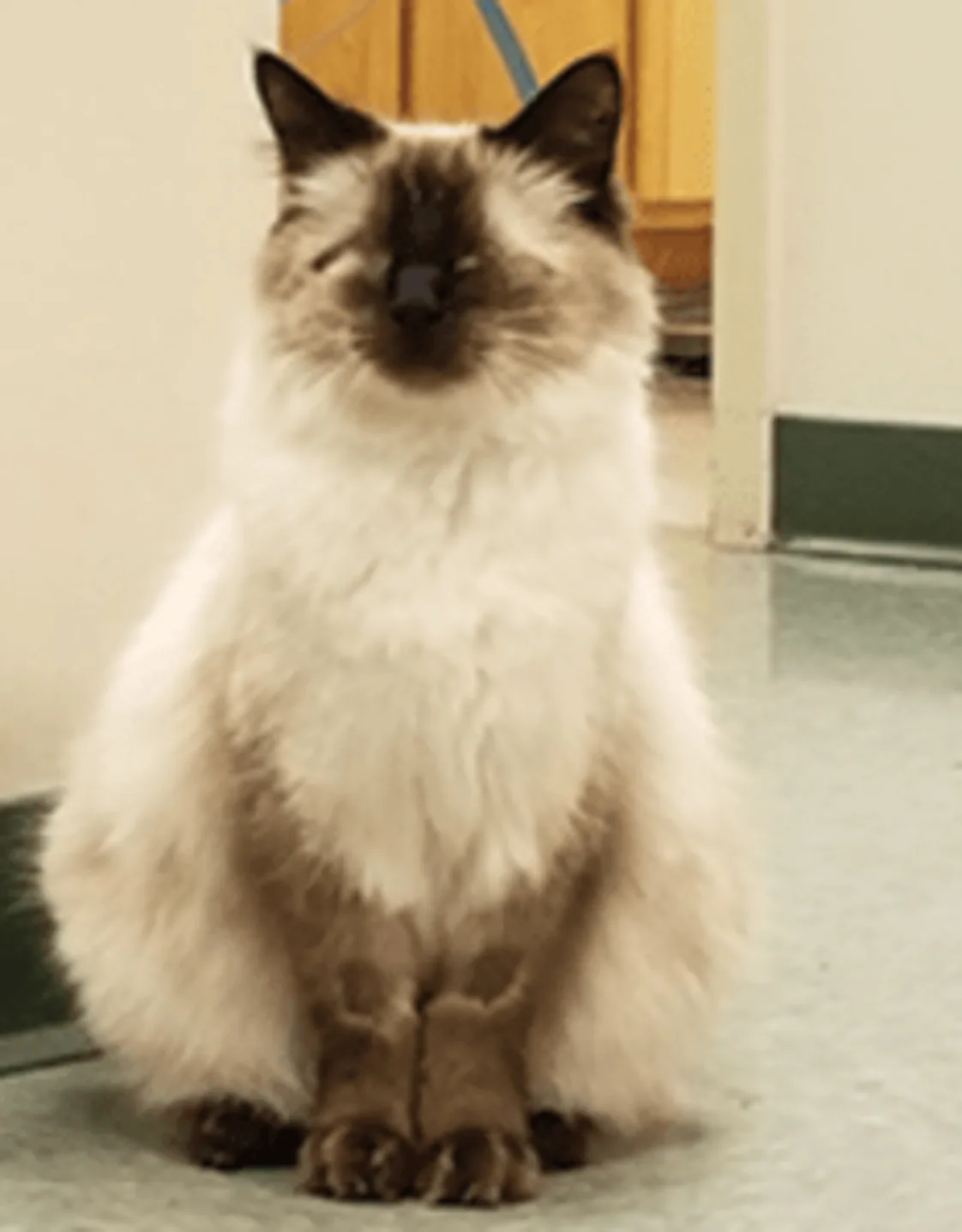 Vivian the cat Vivian the cat
