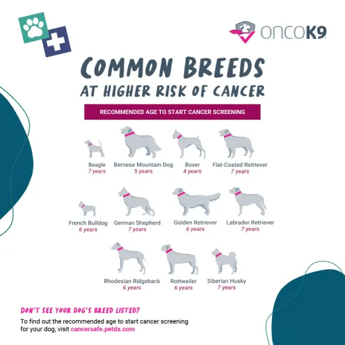 Breeds at higher risk of cancer with recommended ages for testing, which includes Beagle, Bernese Mountain Dog, Boxer, Flax-Coated Retriever, French Bulldog, German Shepherd, Golden and Labrador Retrievers, Rhodesian Ridgeback, Rottweiler, Siberian Husky.