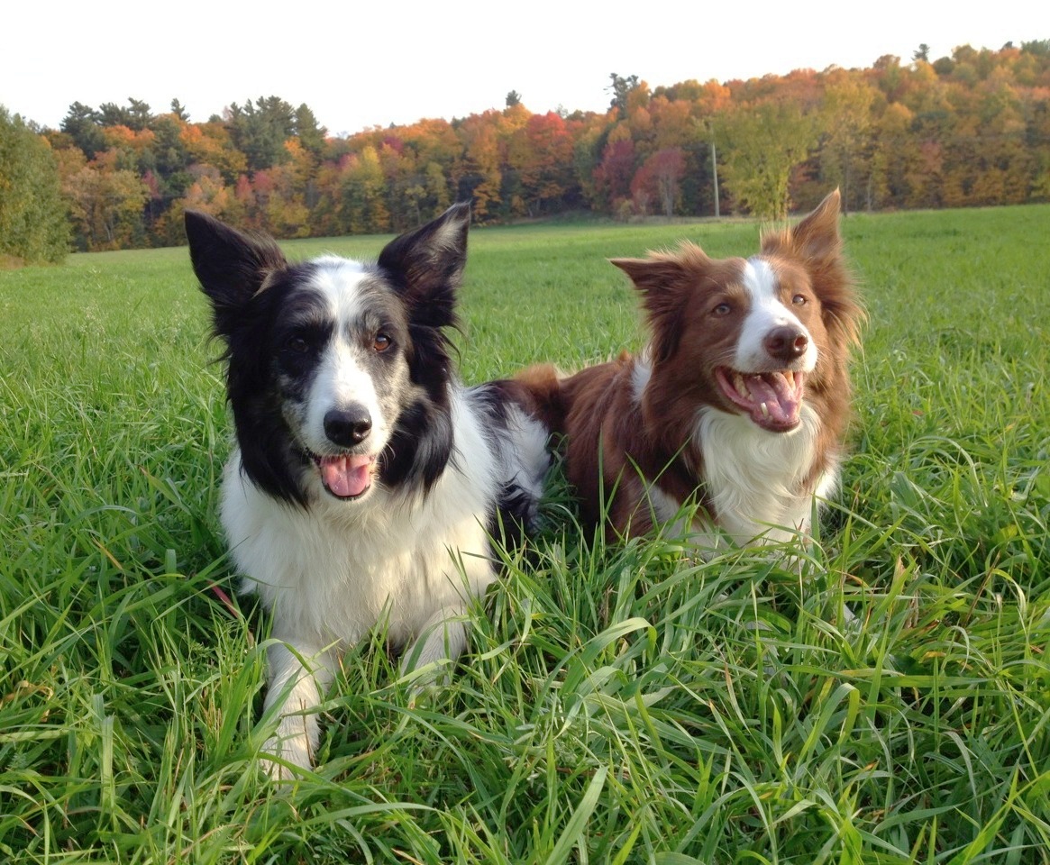 Dogs sitting in grass super happy