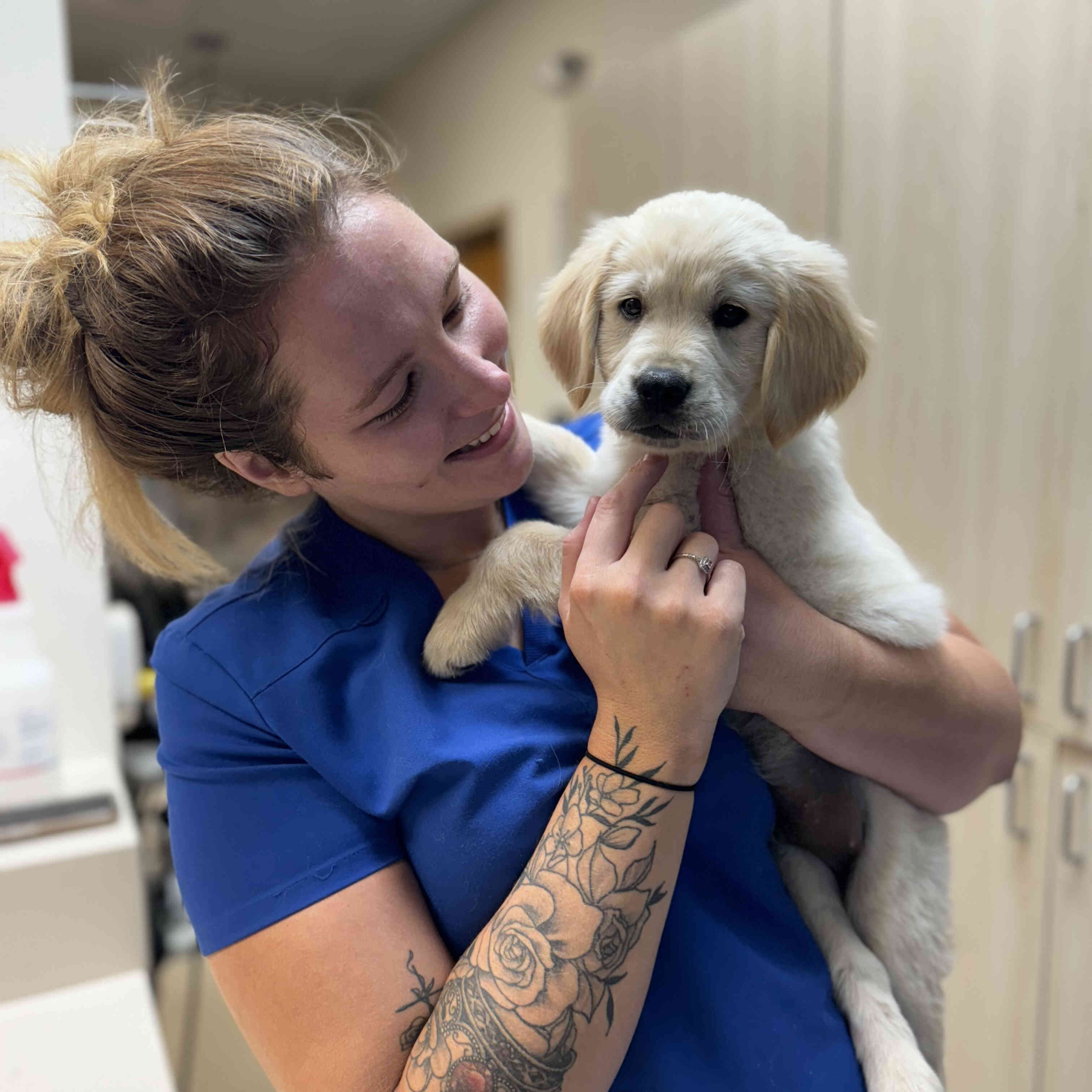 A Puppy Golden Retriever with Our Staff Member