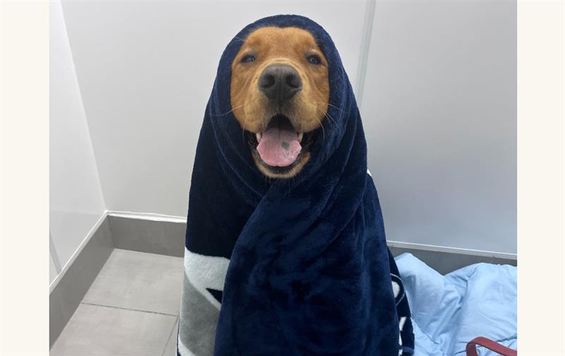 Dog with a blanket wrapped around