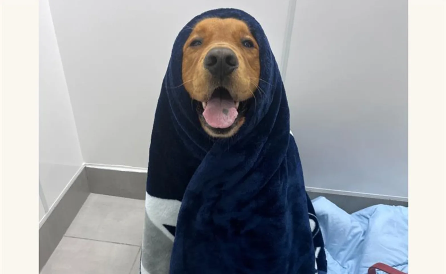 Dog with a blanket wrapped around Dog with a blanket wrapped around