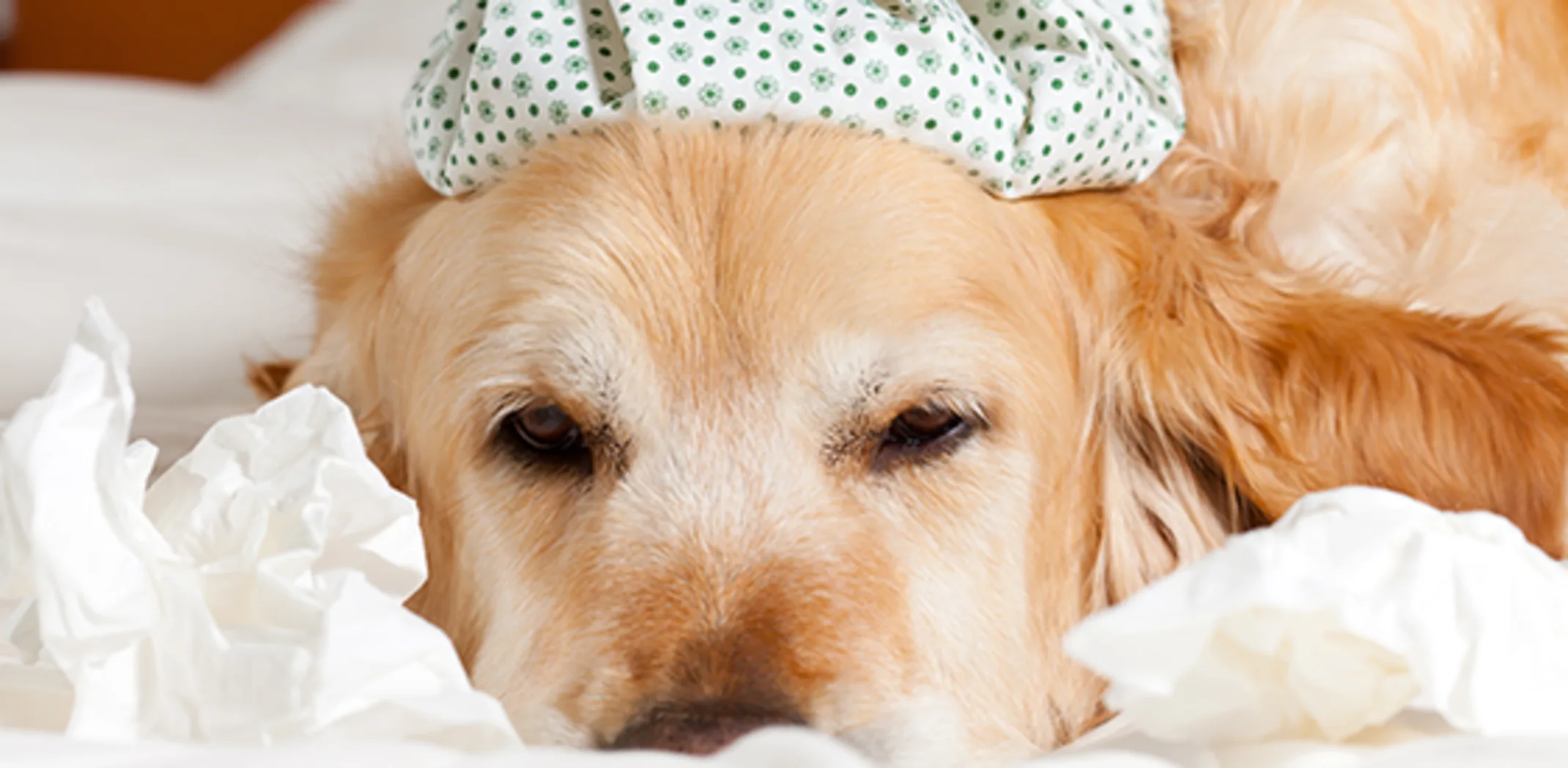 Dog with ice pack on head ill