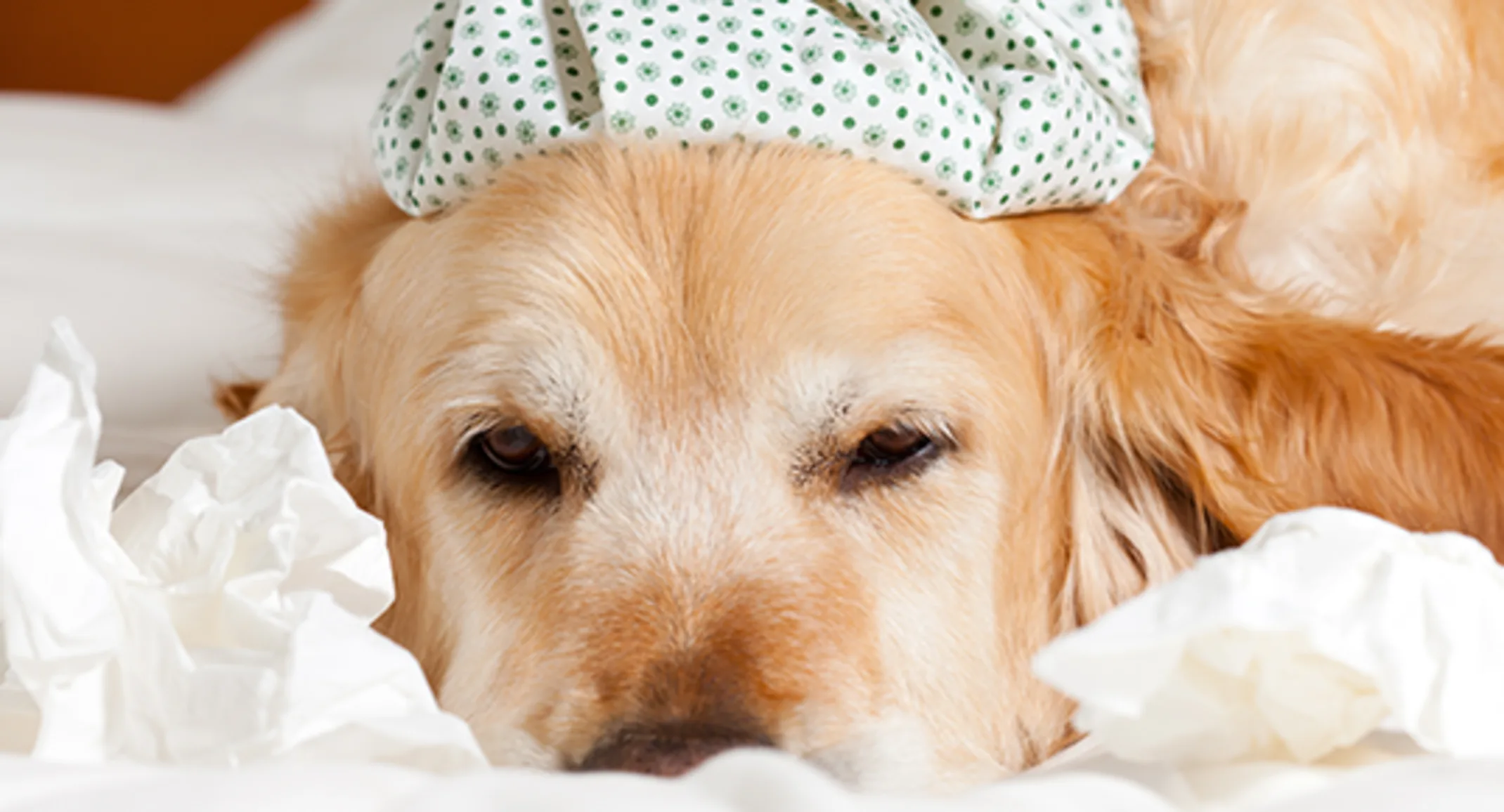 Dog with ice pack on head ill