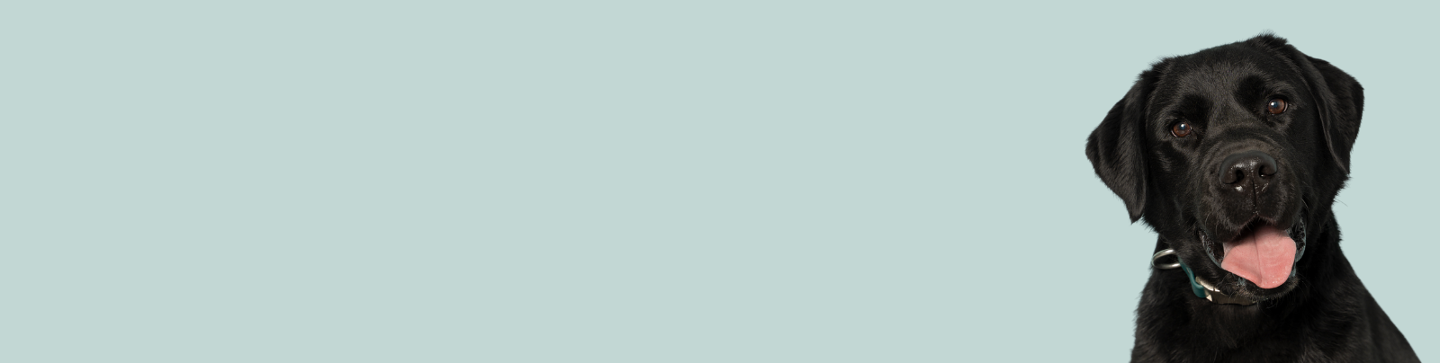 Black labrador sitting with tongue out