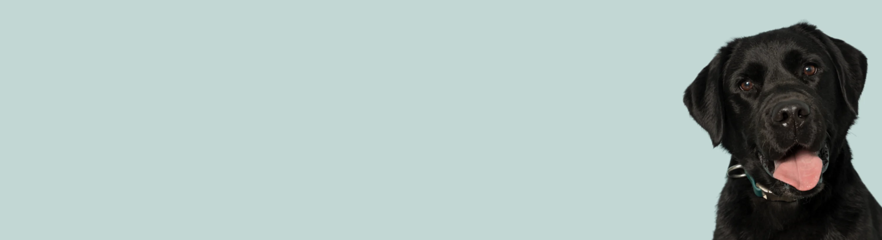 Black labrador sitting with tongue out Black labrador sitting with tongue out