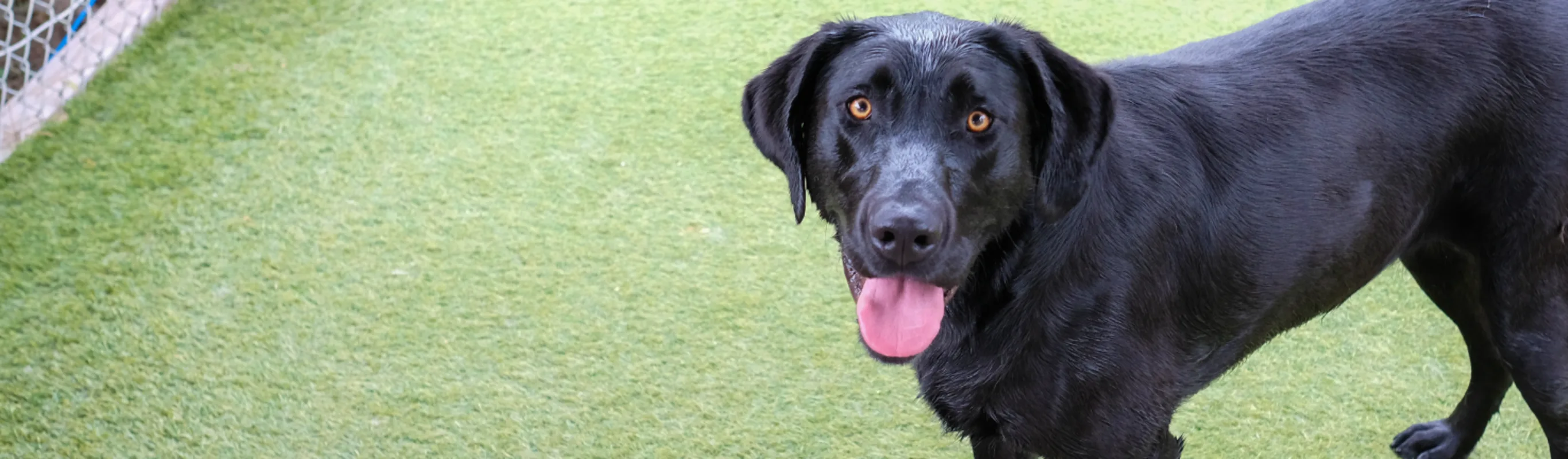 Black dog with tongue out