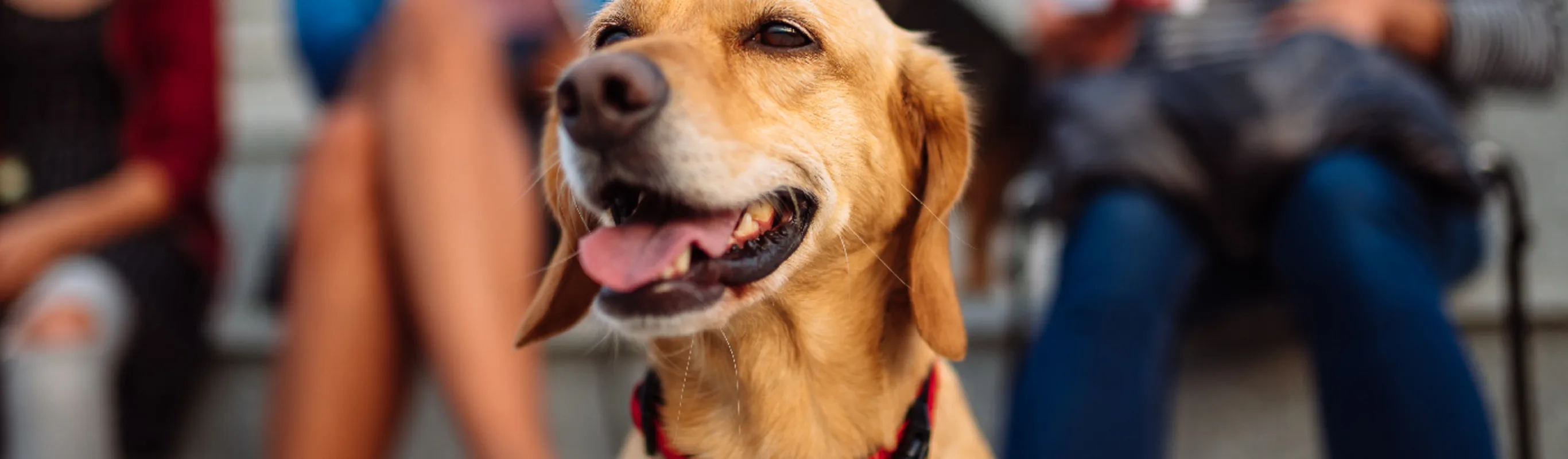 A dog sitting with humans on a sidewalk