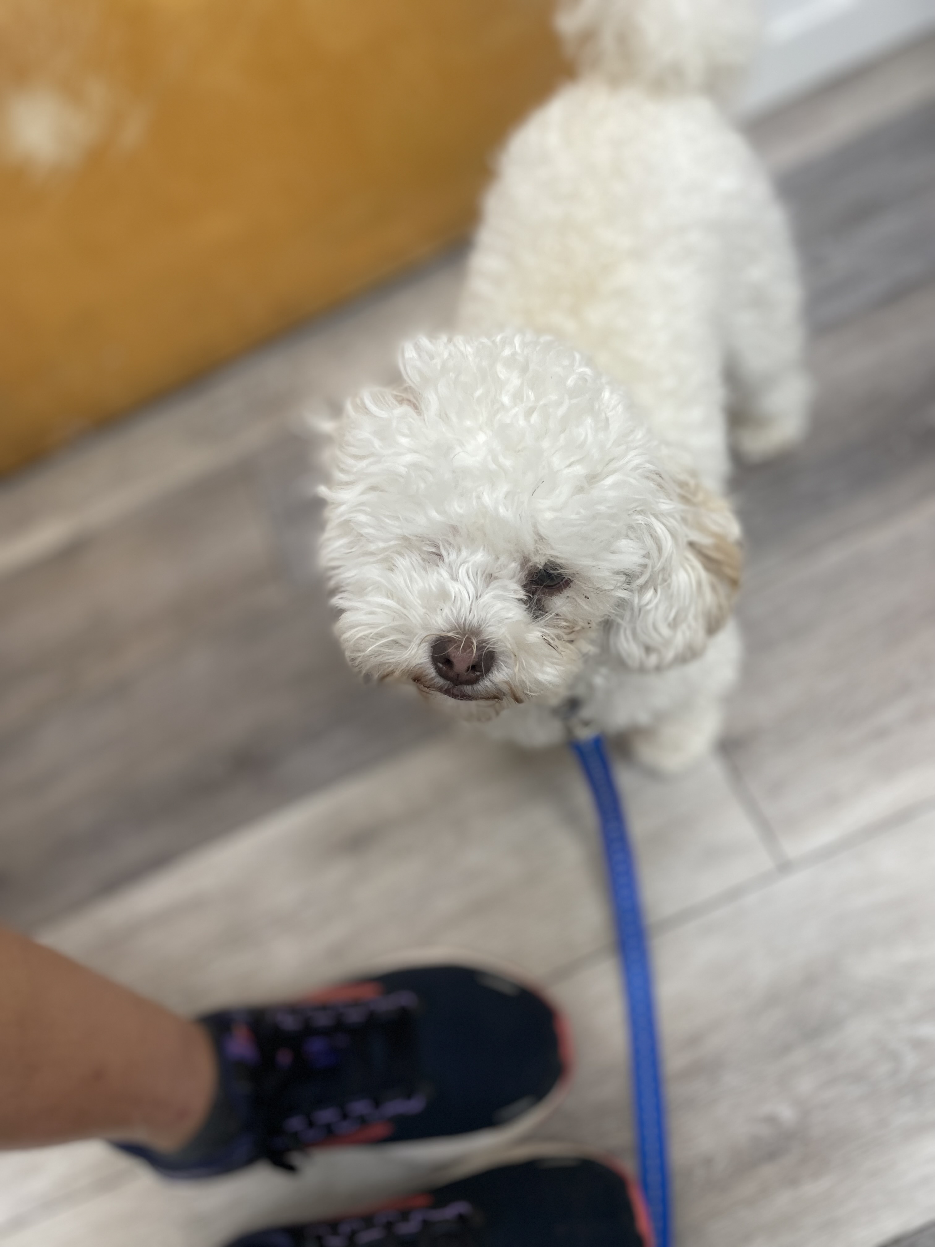 White Dog at Ferry Farm Animal Clinic