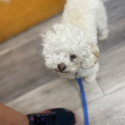 White Dog at Ferry Farm Animal Clinic White Dog at Ferry Farm Animal Clinic