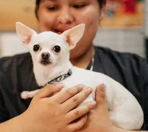 Staff member holding a small white Chihuahua dog