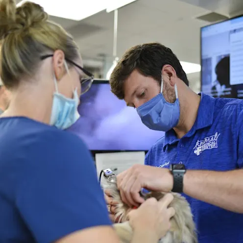 Staff performing endoscopy at Animal Medical Center of Hattiesburg. Staff performing endoscopy at Animal Medical Center of Hattiesburg.