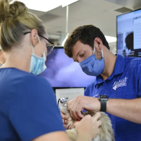 Staff performing endoscopy at Animal Medical Center of Hattiesburg.