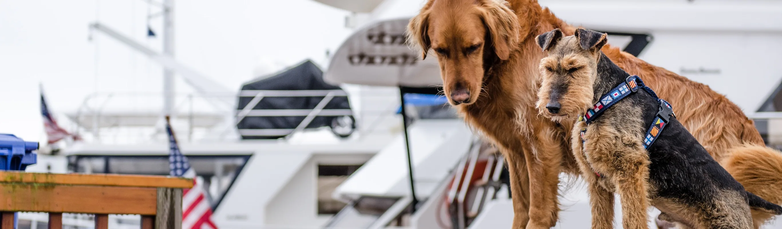 two dogs on boat in dock area two dogs on boat in dock area