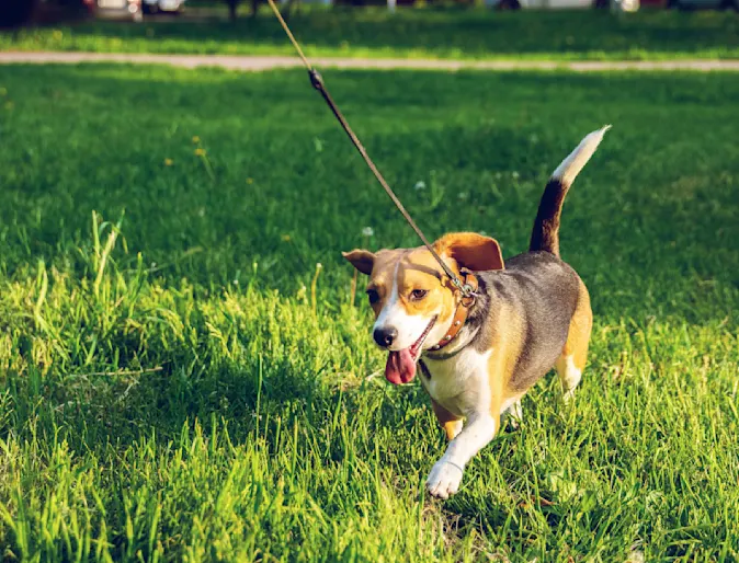 Dog on a walk Dog on a walk