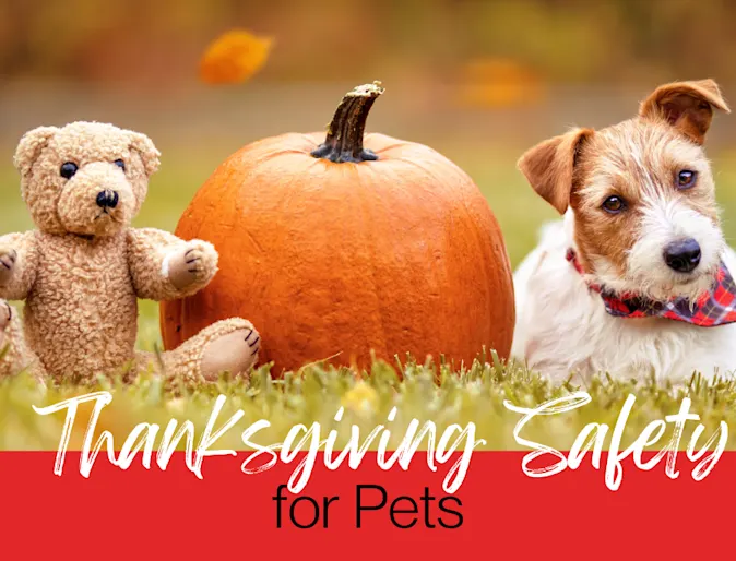 Thanksgiving Safety for Pets Thanksgiving Safety for Pets