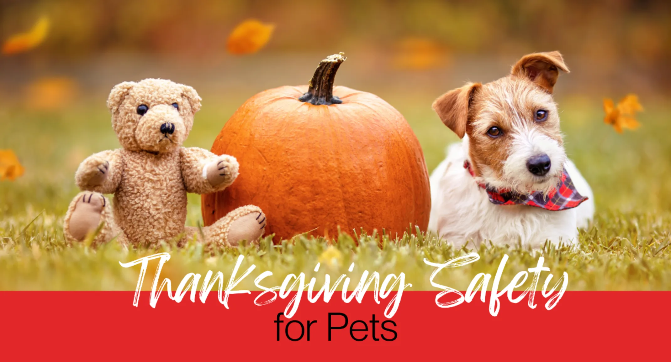 Thanksgiving Safety for Pets Thanksgiving Safety for Pets