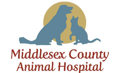 Animal Hospital in North Billerica, MA | Middlesex County Animal Hospital