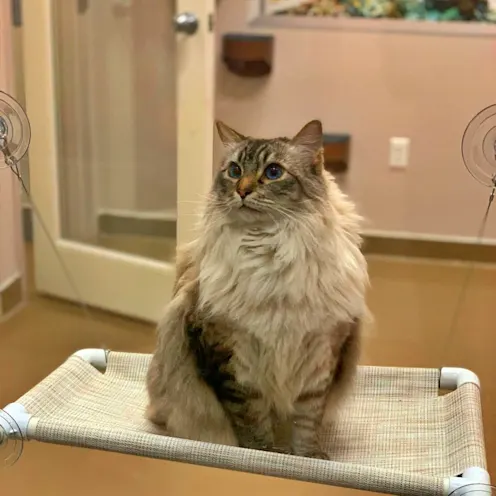 Cat sitting Cat sitting