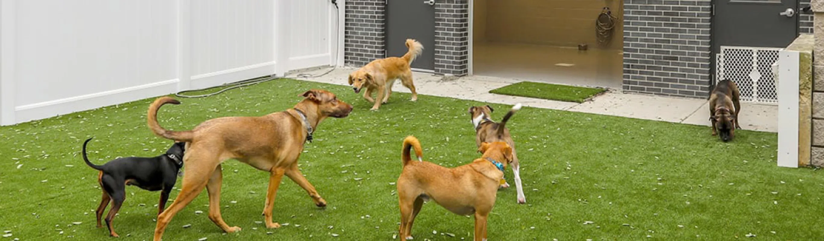 Dogs running around turf boarding area at Carriage Animal Hospital