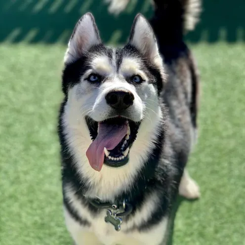 Husky with Tongue Out