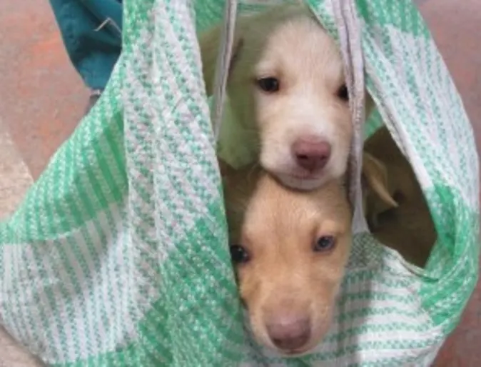 Two dogs being carried by a green cloth Two dogs being carried by a green cloth