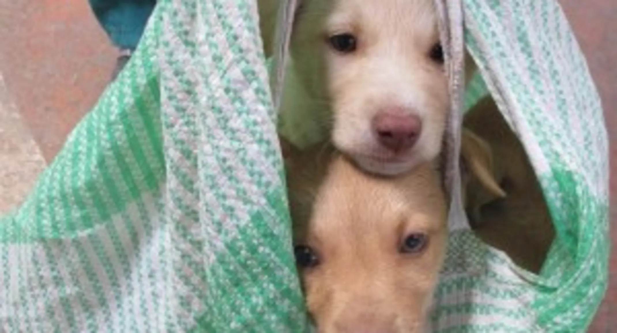 Two dogs being carried by a green cloth Two dogs being carried by a green cloth