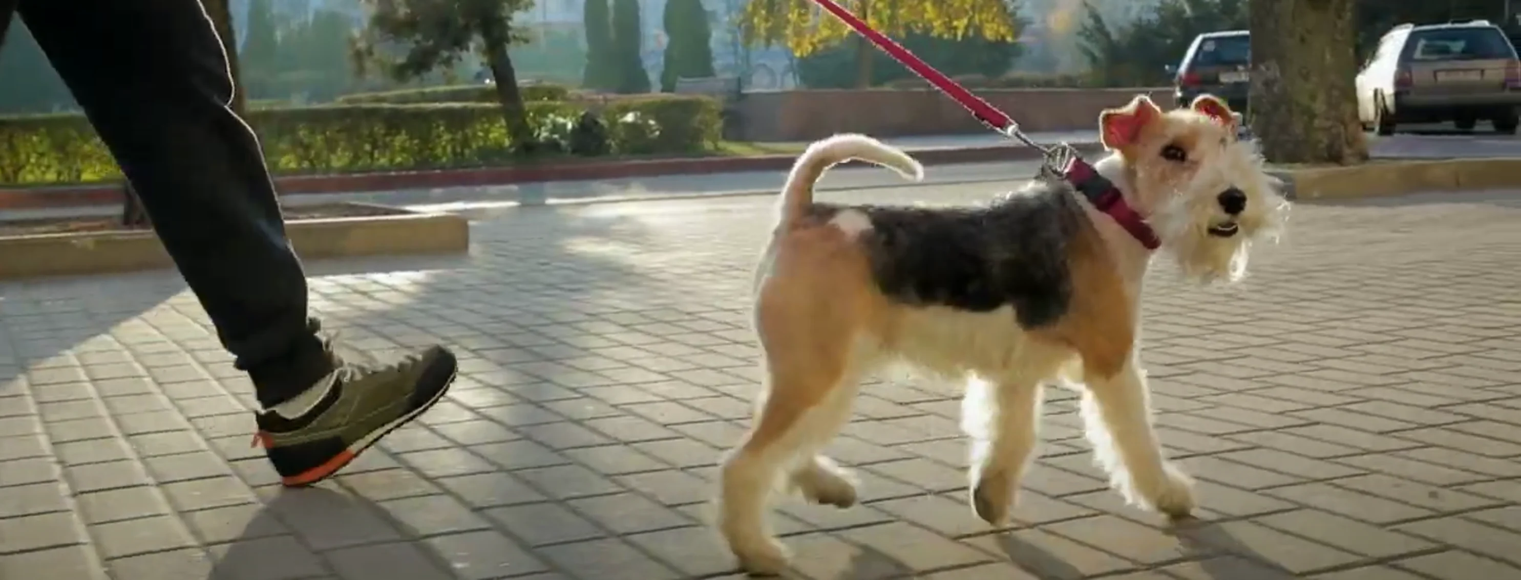 A young man walking down the street with his attractive dog Terrier on a red leash.