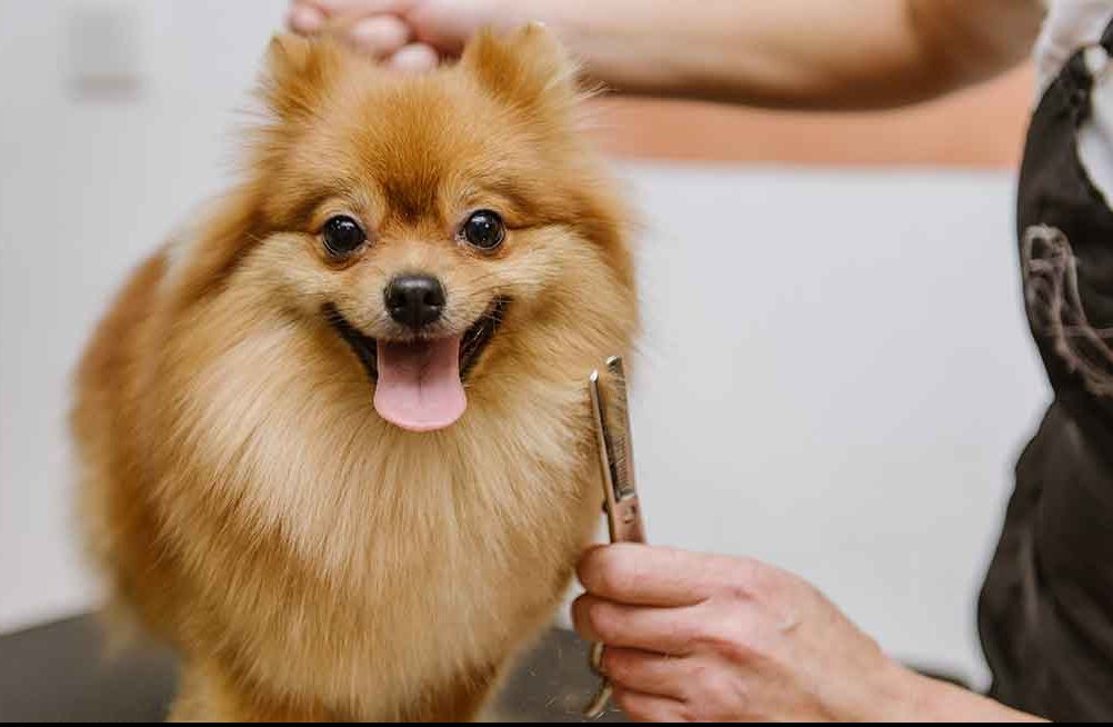 Pomeranian getting a groom