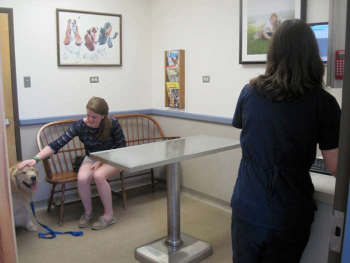 A staff member helping a brown dog 