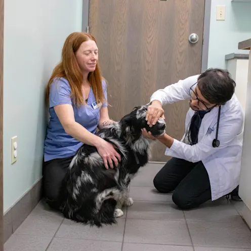 DM & KLW Dog Exam DM & KLW Dog Exam