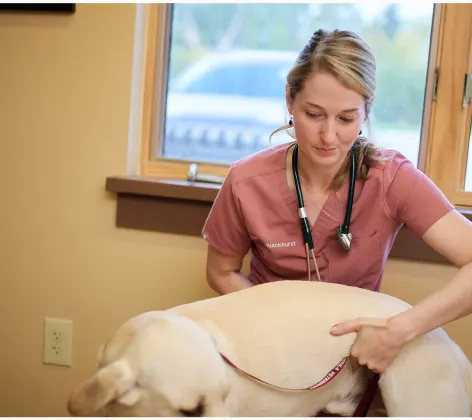 An employee helping a yellow lab