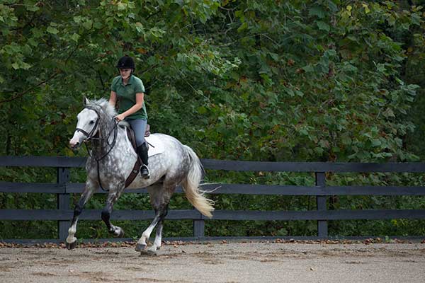 Horseback Riding Horse