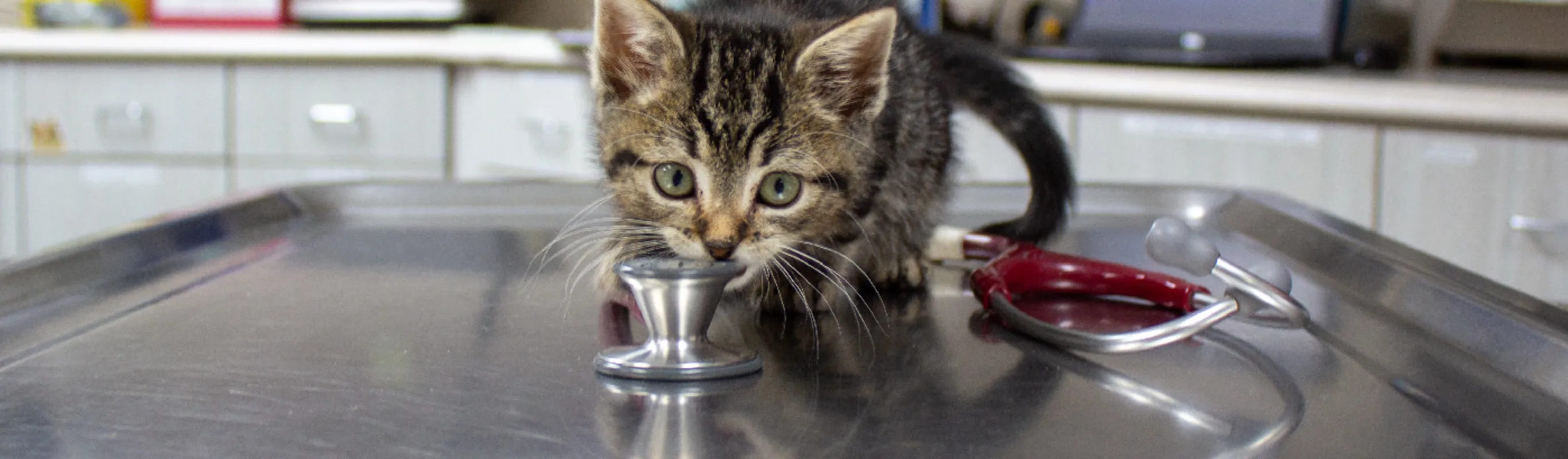 Little kitten with a red stethoscope on a table