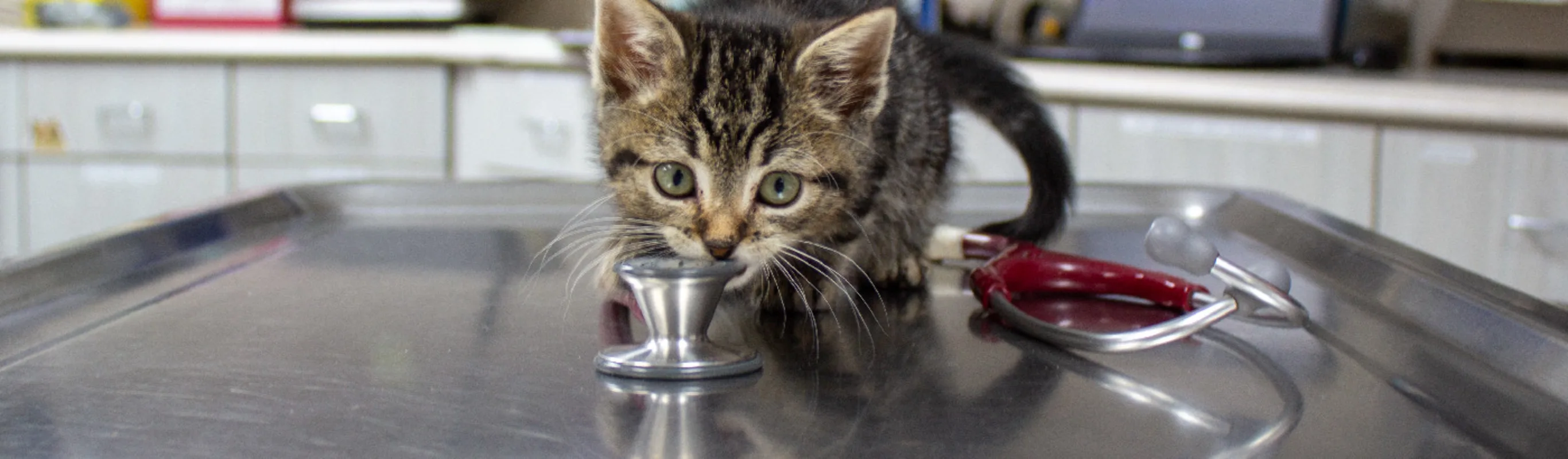 Little kitten with a red stethoscope on a table Little kitten with a red stethoscope on a table