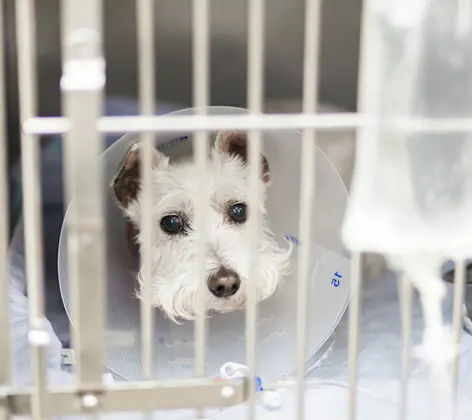 White dog in a cone White dog in a cone