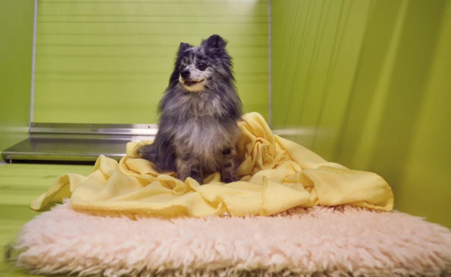 Little dog in yellow blanket in PetSuites boarding Little dog in yellow blanket in PetSuites boarding